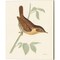 Engraved Birds by Wild Apple Portfolio 12" x 15" Canvas Wall Art (Set of 2)